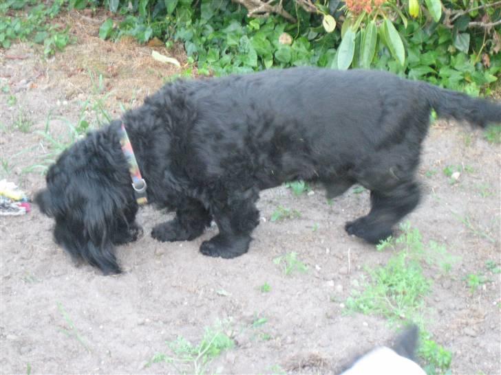 Blanding af racer Rollo R.I.P.  billede 5