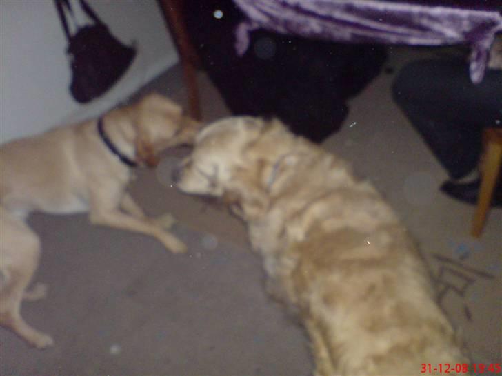 Labrador retriever Hector - <´33 billede 4