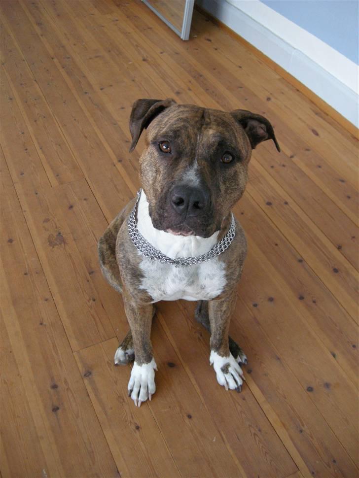 Amerikansk staffordshire terrier Tyta R.I.P  billede 8