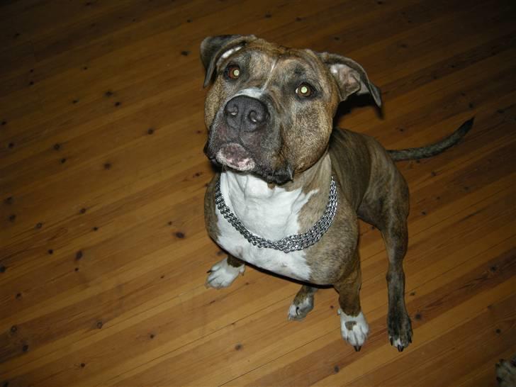 Amerikansk staffordshire terrier Tyta R.I.P  billede 9