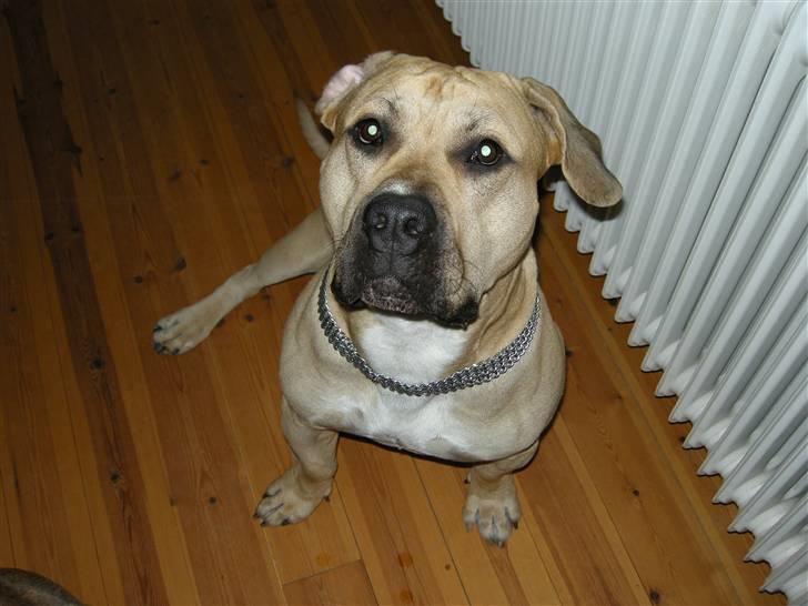 Blanding af racer Cani R.I.P billede 6