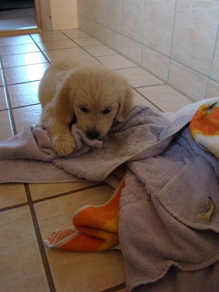 Golden retriever Balou.. - Balou er blevet vasket!!!!!!!!!!!!!!!!!!!!!!!!:-):-):-) billede 17