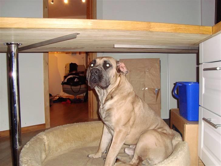 Boerboel boelsplaas Luffe - Luffe 15 mdr. billede 6