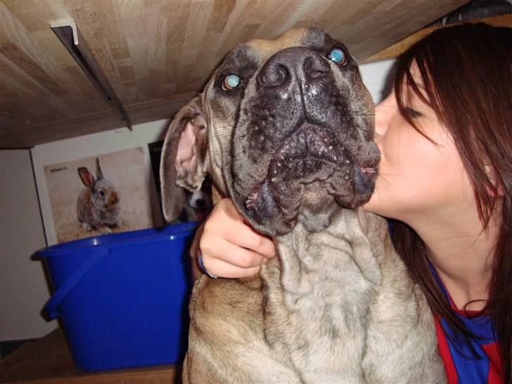 Boerboel boelsplaas Luffe - Luffe 15 mdr. billede 7