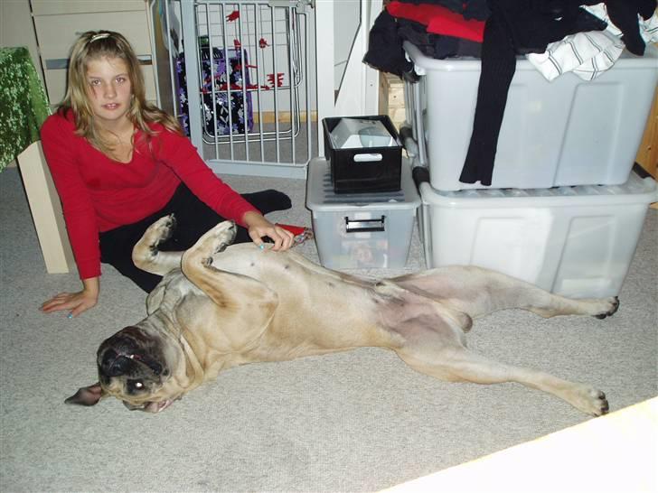 Boerboel boelsplaas Luffe - Luffe 14 mdr. billede 8