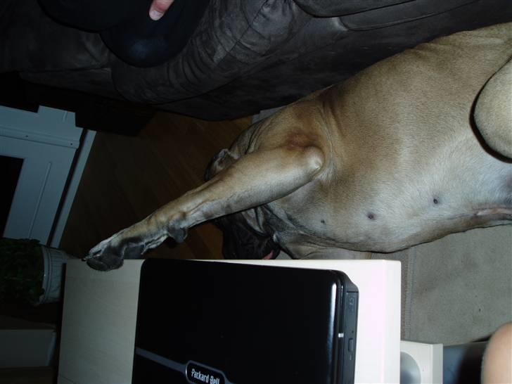 Boerboel boelsplaas Luffe - Luffe 14 mdr. billede 9