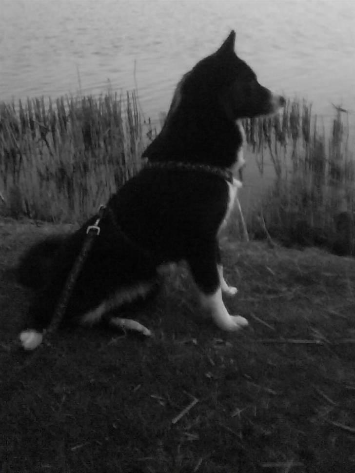 Karelsk bjørnehund Bianca Sonne  - <3 billede 8