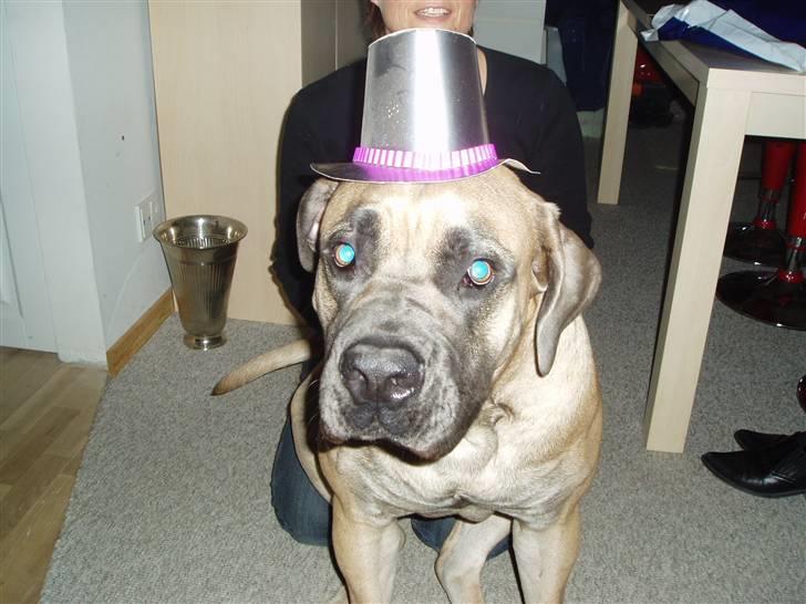 Boerboel boelsplaas Luffe - Luffe 15 mdr. billede 10