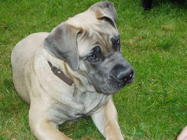 Boerboel boelsplaas Luffe - Luffe 5 mdr. billede 11