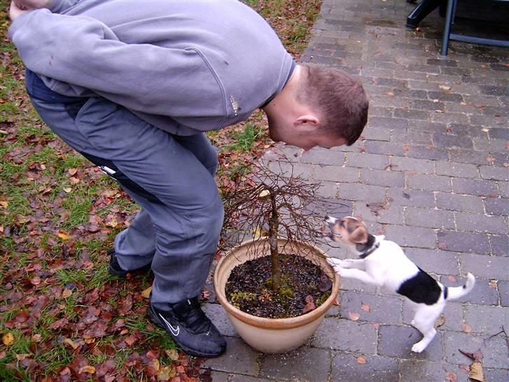 Dansk svensk gaardhund Cika R.I.P. - Ja ja, jeg ved godt jeg ikke må, bliver bare lige nødt til at prøve... Bare lige sidste gang! billede 3