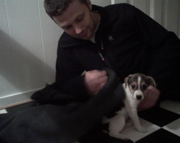 Dansk svensk gaardhund Cika R.I.P. - Her er jeg kun 9 uger og 3 dage gammel. Jeg er lige ankommet til mit nye hjem og er lidt utryg ved situationen :( billede 4