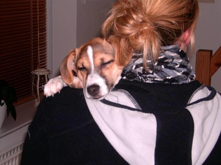 Dansk svensk gaardhund Cika R.I.P. - Man bliver bare af og til lidt træt når man hænger her og putter... billede 5