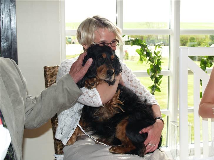 Cocker spaniel Futte AFLIVET :'(  billede 1