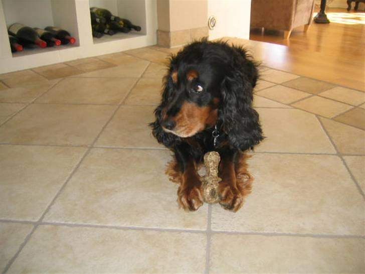 Cocker spaniel Futte AFLIVET :'(  billede 2