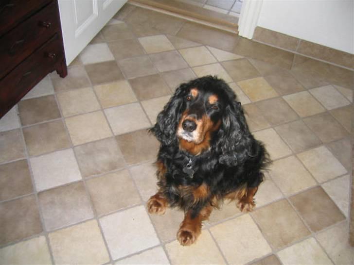 Cocker spaniel Futte AFLIVET :'(  billede 3