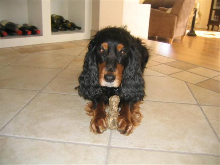 Cocker spaniel Futte AFLIVET :'(  billede 4