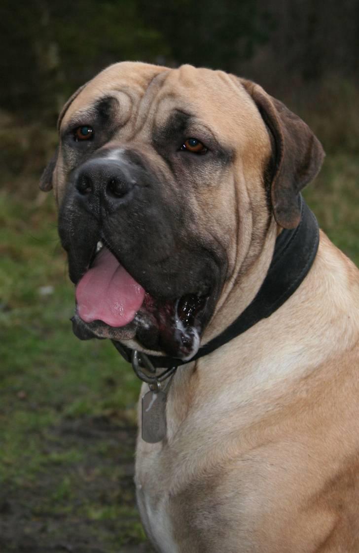 Boerboel Abelles Aslan - Nogle der vil ha´ et kys???? billede 1