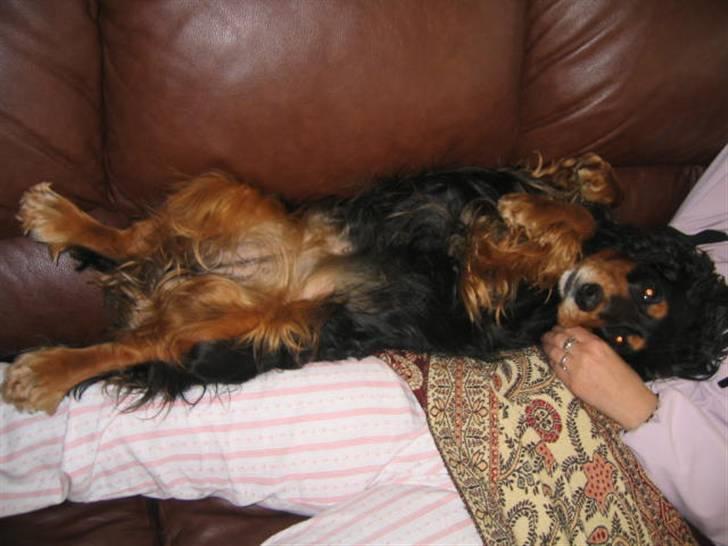 Cocker spaniel Futte AFLIVET :'(  billede 5