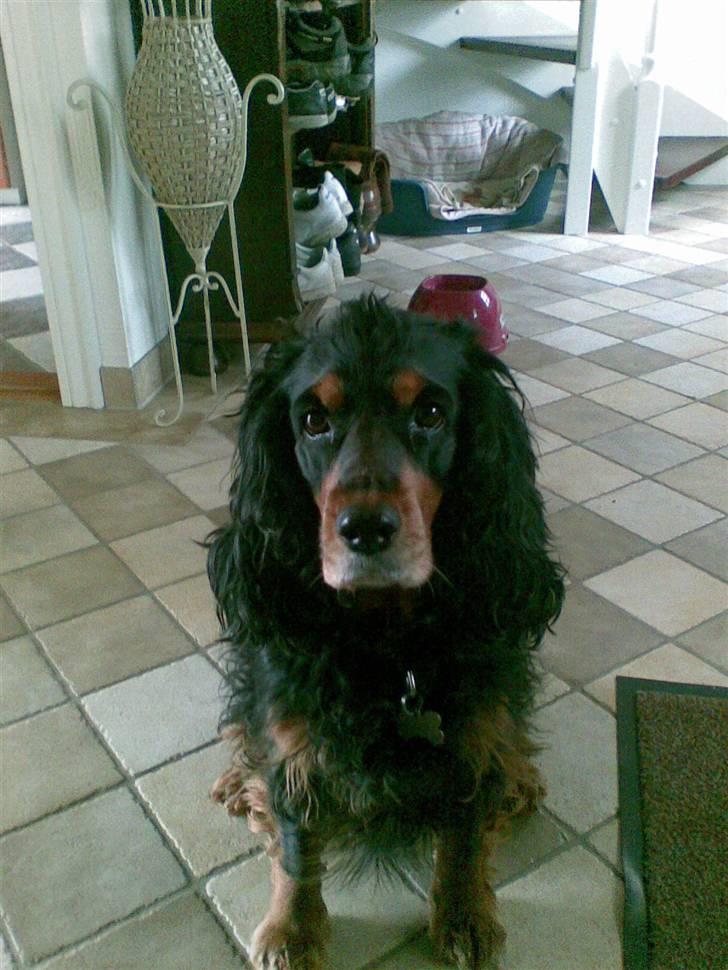 Cocker spaniel Futte AFLIVET :'(  billede 6