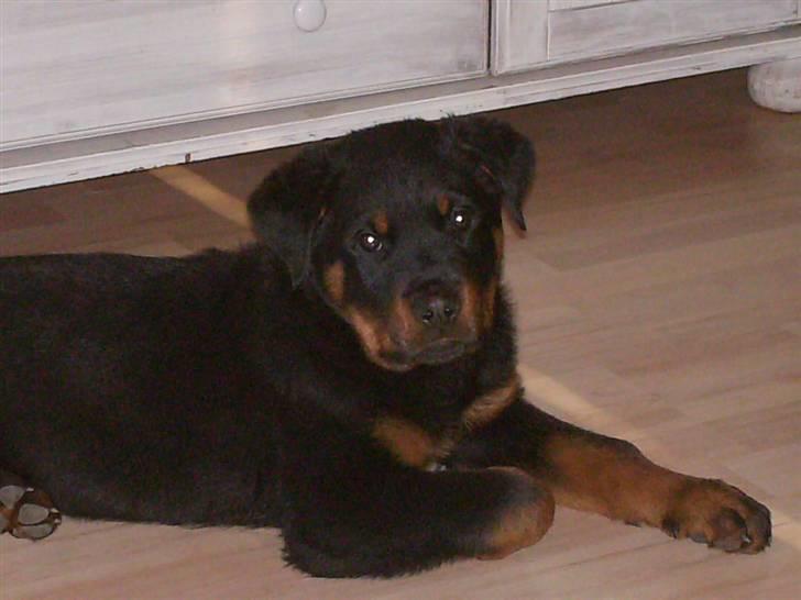 Rottweiler Freja billede 1