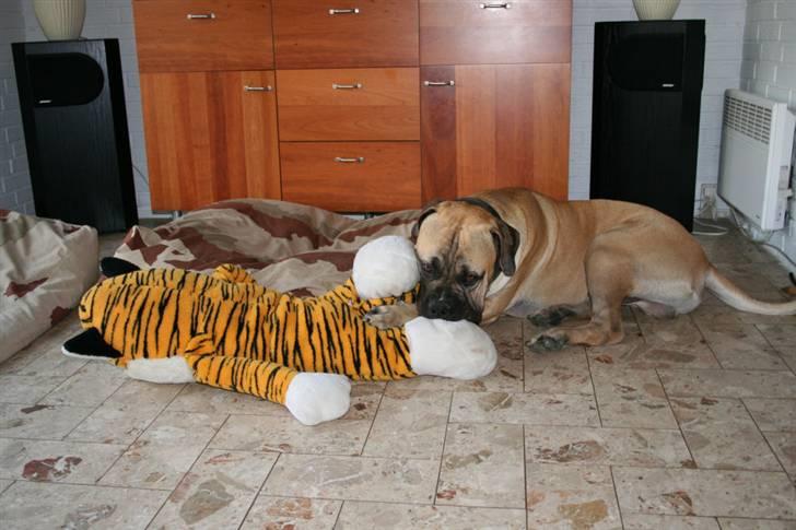 Boerboel Abelles Aslan - Jeg er ikke bange for en "sølle" tiger. billede 4