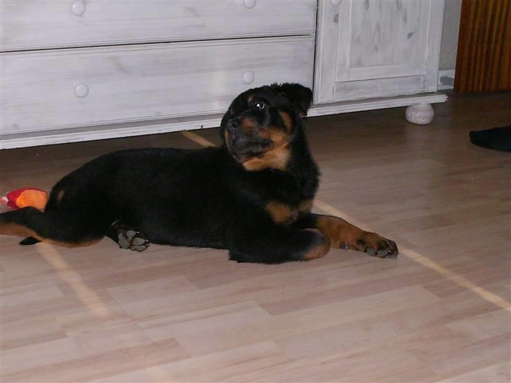 Rottweiler Freja billede 2