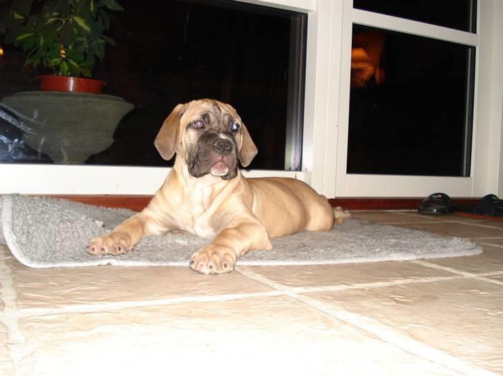 Boerboel Abelles Aslan - Jeg har OGSÅ været lille... billede 5