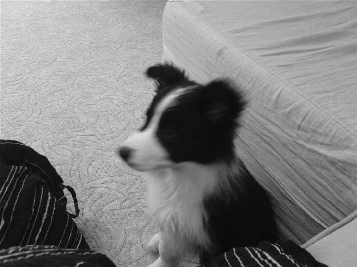 Border collie Mikkel - vores dejlige Mikkel. billede 1
