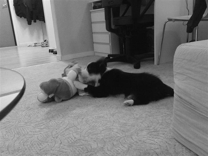 Border collie Mikkel billede 2