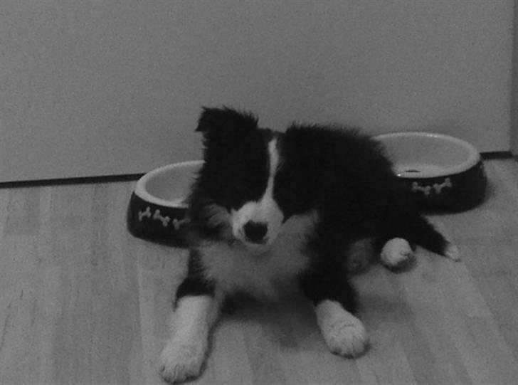 Border collie Mikkel billede 3