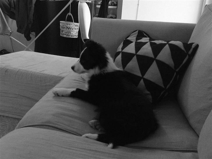 Border collie Mikkel billede 4