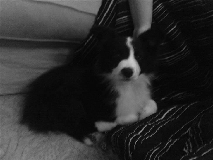 Border collie Mikkel billede 5