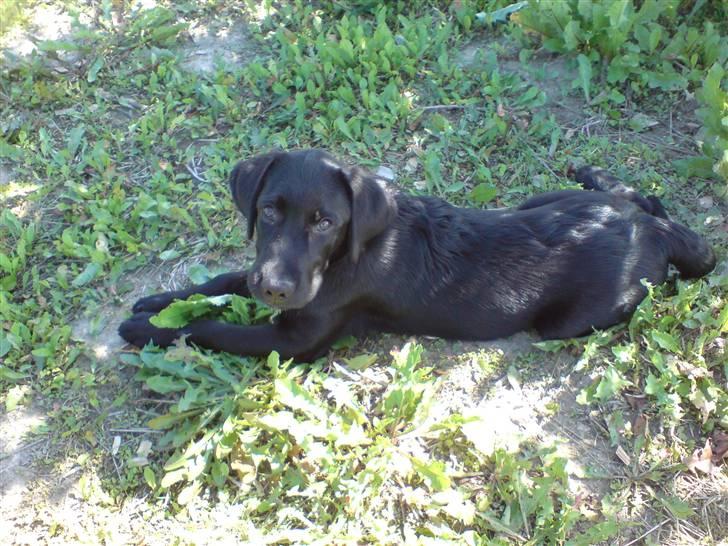 Labrador retriever (formel 1) Julius - "Huh?" billede 19