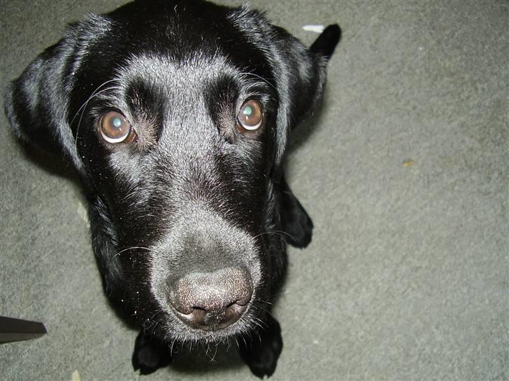 Labrador retriever (formel 1) Julius - "Se på miiig." billede 20