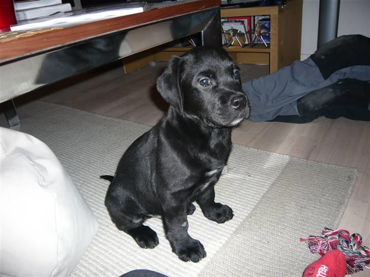 Blanding af racer Tony billede 1