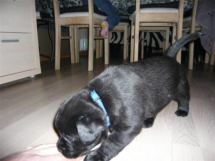 Blanding af racer Tony - Et af vores besøg hjemme hos Tony´s mor og hendes ejere, inden han blev salgsklar billede 2