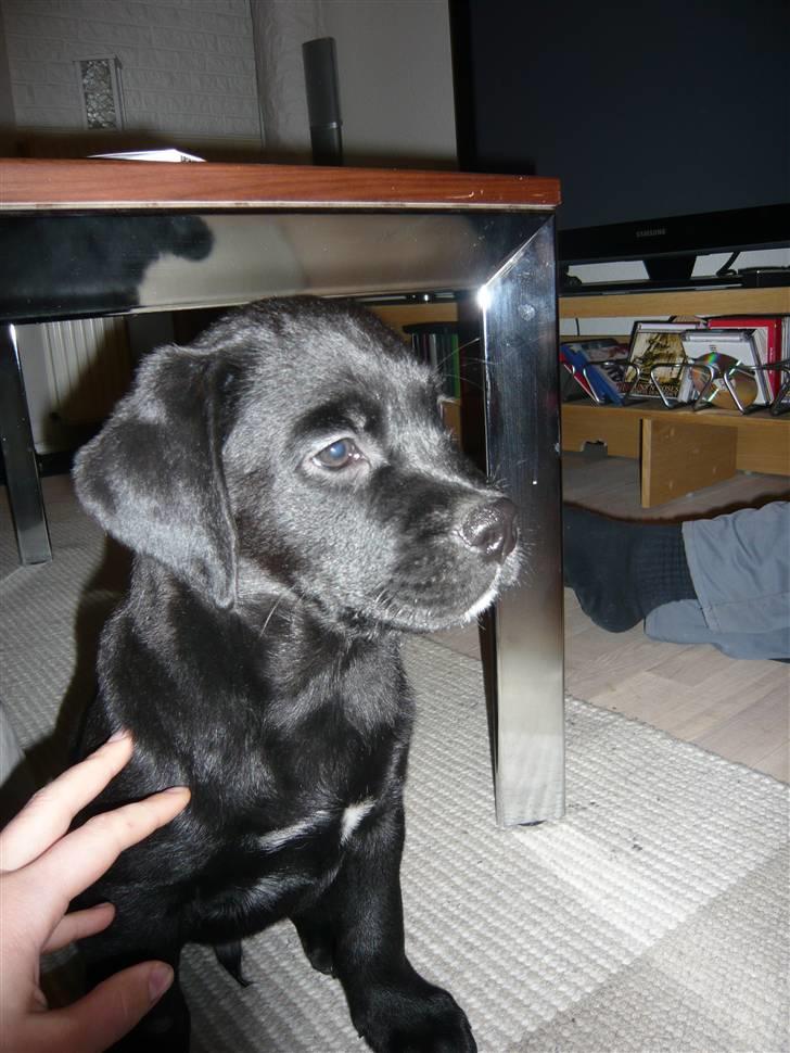 Blanding af racer Tony billede 3