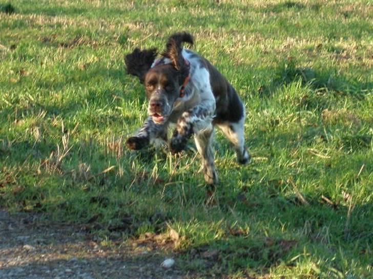 Engelsk springer spaniel Diamond ring star light - Hop flyyyyyv billede 16