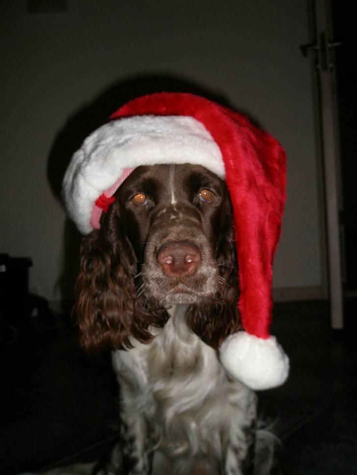 Engelsk springer spaniel Diamond ring star light - lille nissepige:P billede 17