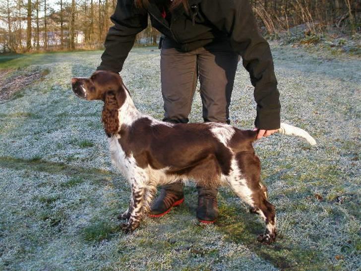 Engelsk springer spaniel Diamond ring star light - det er så  kedeligt at skulle stå sån her billede 19
