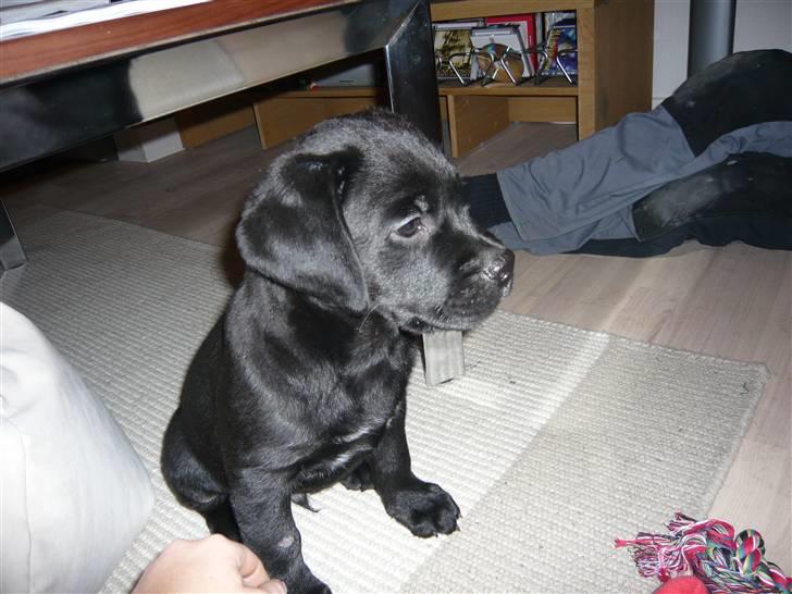 Blanding af racer Tony billede 4