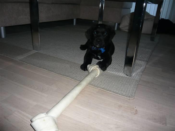 Blanding af racer Tony billede 5