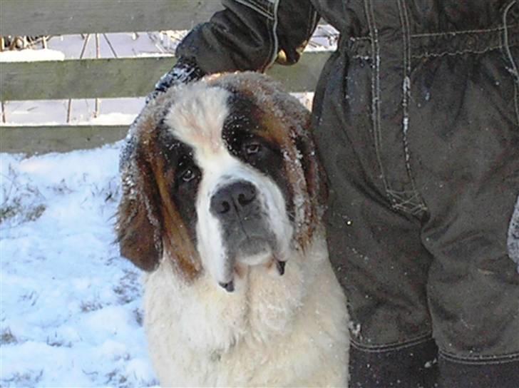 Sankt bernhardshund tulle billede 18