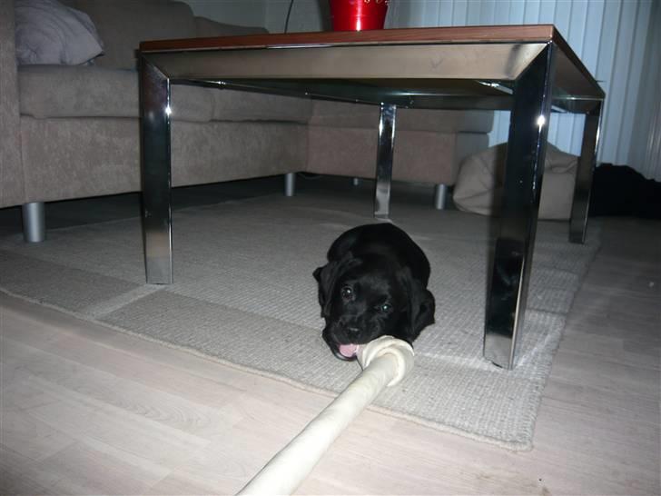 Blanding af racer Tony - Han fik kæmpekødben i gave af vores nytårs gæster 31/12-08 billede 6