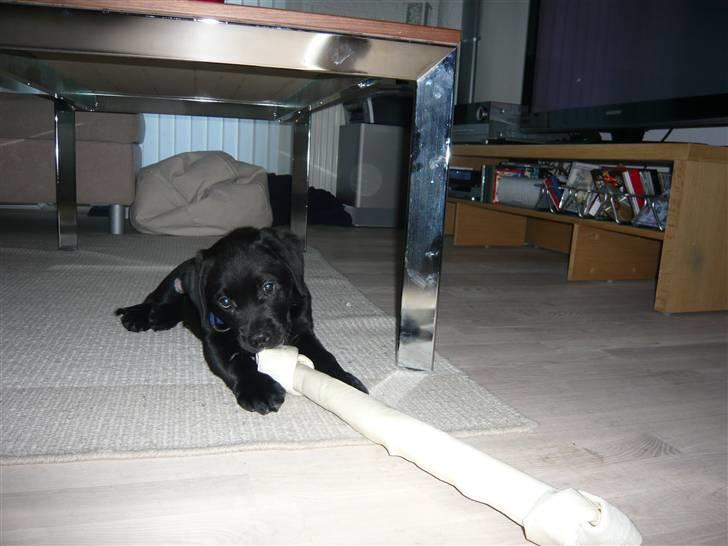 Blanding af racer Tony billede 7