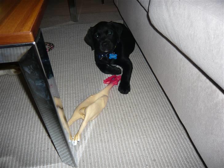 Blanding af racer Tony billede 8