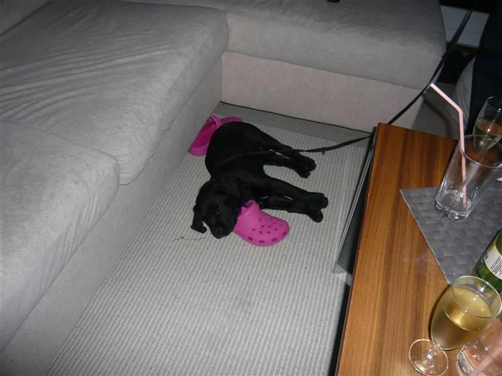 Blanding af racer Tony - Nogle gange gider han bare ikke ud og gå :-) billede 9