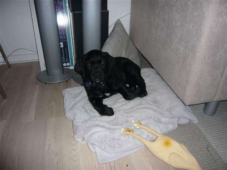 Blanding af racer Tony billede 10