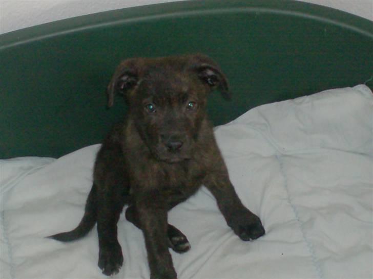 Blanding af racer Laban billede 1