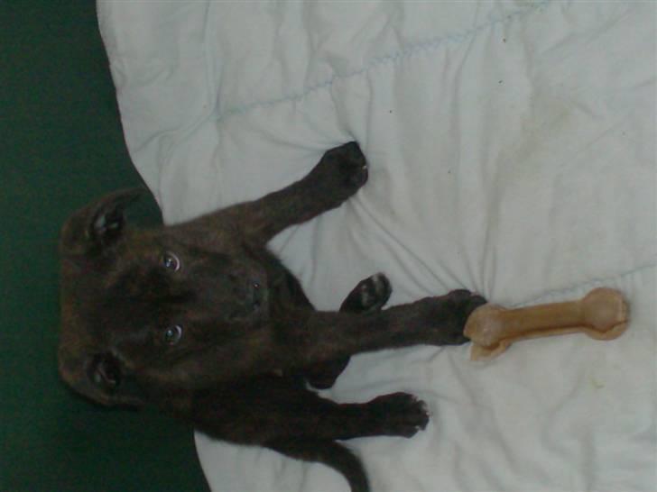 Blanding af racer Laban billede 2